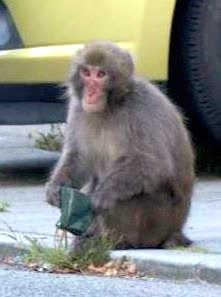 群れから離れた一匹の雄 山へ戻る日はいつか 町中うろうろ かみつく危険 距離保って 東播 神戸新聞next