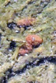 水田にまかれた種もみ（茶色い部分）＝加古川市八幡町内