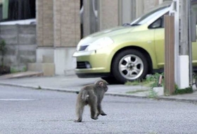 東播磨地域で度々目撃されているニホンザル。山に戻る日は来るだろうか＝５月２９日夕、加古川市加古川町稲屋（提供）