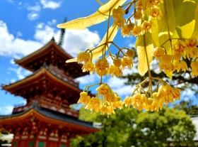 境内で小さな花を鈴なりに咲かせる菩提樹＝鶴林寺