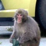 東播磨地域に出没したニホンザル。花のポットとみられる物を持っている＝５月２９日夕、加古川市加古川町稲屋（提供）