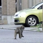 東播磨地域で度々目撃されているニホンザル。山に戻る日は来るだろうか＝５月２９日夕、加古川市加古川町稲屋（提供）
