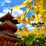 境内で小さな花を鈴なりに咲かせる菩提樹＝鶴林寺