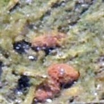 水田にまかれた種もみ（茶色い部分）＝加古川市八幡町内