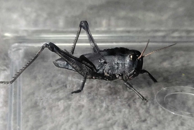 真っ黒い体のトノサマバッタ（樋上和子さん提供）