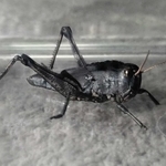 真っ黒い体のトノサマバッタ（樋上和子さん提供）
