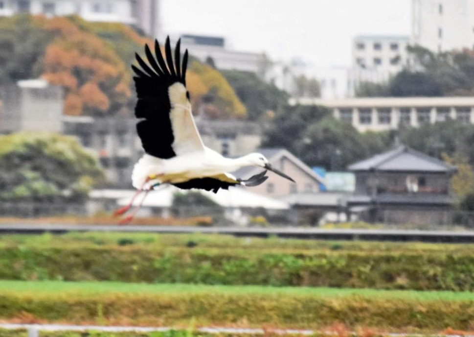 全国３例目 学びにどう生かしていくか 神野小にコウノトリの巣塔設置 ２１日完成へ 東播 神戸新聞next