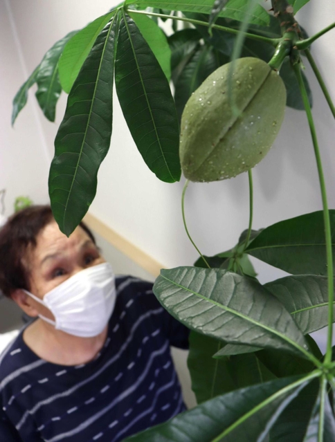 約８センチの緑色の実を付けたパキラ＝西村美容室
