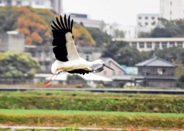神野小学校近くを飛ぶコウノトリ＝２０２１年１１月、加古川市神野町（神野小創立１５０周年記念事業実行委員会提供）