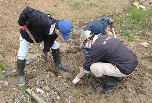 一時保管したサイコクヒメコウホネの植え戻しを行う姫路市立手柄山温室植物園の職員ら（提供写真）＝加古川市志方町永室