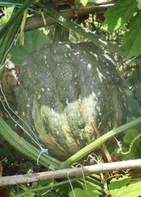ゴーヤーの苗を植えたはずなのに、なぜか実ったカボチャ＝高砂市米田町