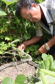 ゴーヤーからかぼちゃが派生した不思議なつるを指す足田幸重さん＝高砂市米田町