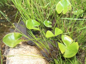 姫路の植物園からため池に戻された絶滅危惧種のサイコクヒメコウホネ＝加古川市志方町永室