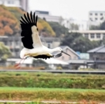 神野小学校近くを飛ぶコウノトリ＝２０２１年１１月、加古川市神野町（神野小創立１５０周年記念事業実行委員会提供）