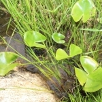 姫路の植物園からため池に戻された絶滅危惧種のサイコクヒメコウホネ＝加古川市志方町永室