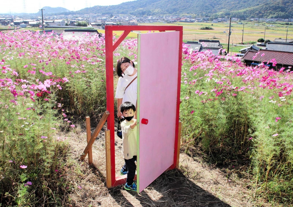 コスモス畑にドラえもんの どこでもドア 撮影スポット好評 加古川 東播 神戸新聞next