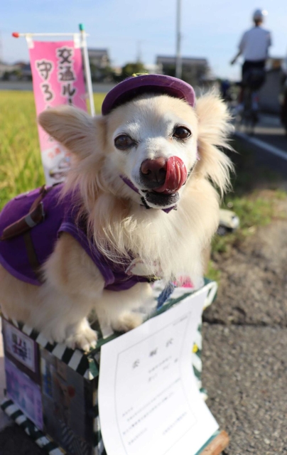 子どもの通学見守るワン 人気の啓発犬 ラビ ３期目迎え けさも交差点へ 加古川署が委嘱 東播 神戸新聞next