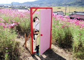 コスモス畑に設置されたドア＝加古川市志方町広尾