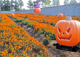 ハロウィーン仕様に装飾されたハリマ化成加古川製造所北側のマリーゴールド畑＝加古川市野口町水足