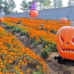 ハロウィーン仕様に装飾されたハリマ化成加古川製造所北側のマリーゴールド畑＝加古川市野口町水足