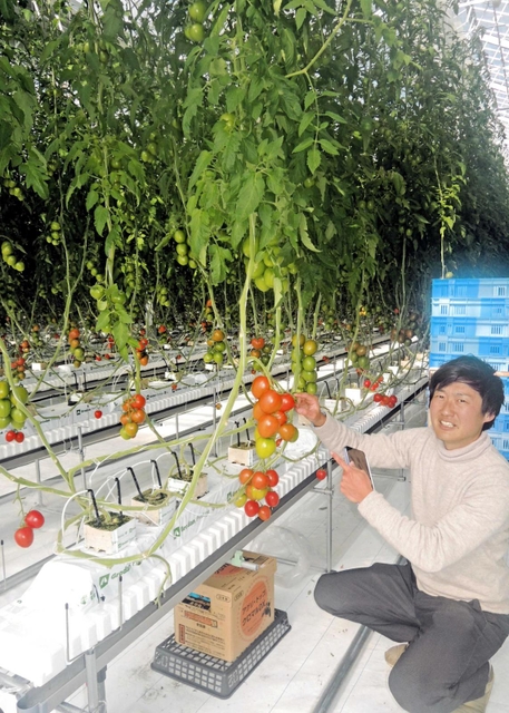 第1弾商品はうまみ成分2倍のトマト 「機能性野菜」作る法人