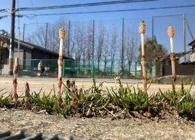 歩道のわずかな隙間から伸びるツクシ＝高砂市高砂町朝日町１