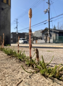 歩道のわずかな隙間から伸びるツクシ＝高砂市高砂町朝日町１