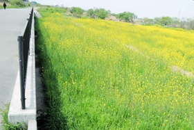 【１】水没前の菜の花＝加古川市神野町西之山