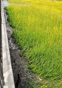 【３】水の流れで押し倒されていく菜の花＝加古川市神野町西之山