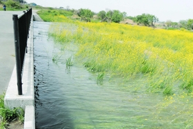 【４】曇川からの排水で水没する加古川河川敷の菜の花＝加古川市神野町西之山