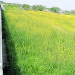 【１】水没前の菜の花＝加古川市神野町西之山