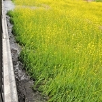 【３】水の流れで押し倒されていく菜の花＝加古川市神野町西之山