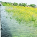 【４】曇川からの排水で水没する加古川河川敷の菜の花＝加古川市神野町西之山