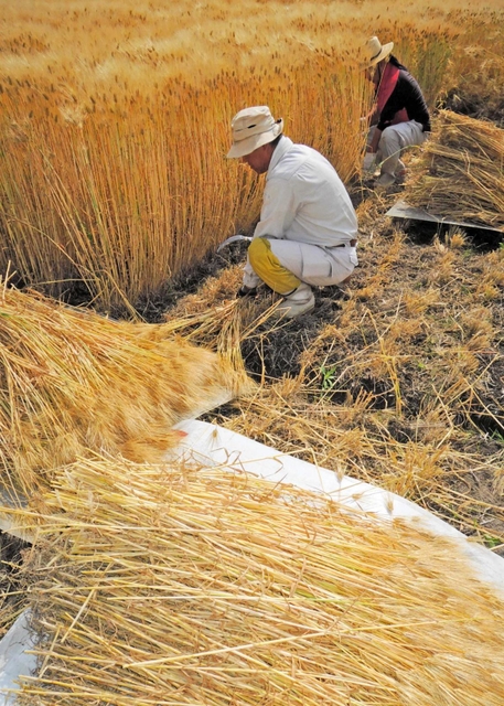 鎌を持ち大麦を束ねて刈り取った＝加古川市上荘町薬栗