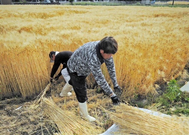 鎌を持ち大麦を束ねて刈り取った＝加古川市上荘町薬栗