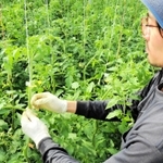 トマト栽培のためのデータの基になっている調査株（手前）。１週間ごとに成長した場所にテープを付ける