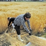 鎌を持ち大麦を束ねて刈り取った＝加古川市上荘町薬栗