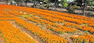 歩道沿いに咲き誇るマリーゴールド＝加古川市野口町水足
