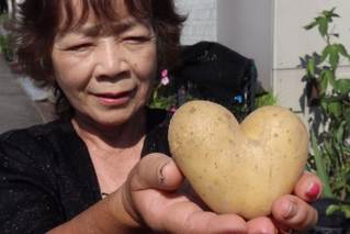 木村良子さんが収穫したハート型のジャガイモ＝播磨町内