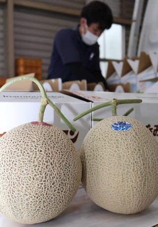 販売が始まるいなみ野メロン＝稲美町北山、稲美営農経済センター