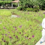 鹿児の庭に復活したハナショウブ園。整備した加古川市造園建設業協会の喜多成利理事長は「多くの人に楽しんでほしい」と話す＝加古川市加古川町北在家