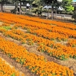 歩道沿いに咲き誇るマリーゴールド＝加古川市野口町水足