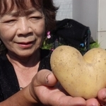 木村良子さんが収穫したハート型のジャガイモ＝播磨町内