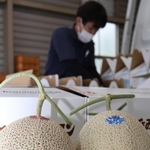 販売が始まるいなみ野メロン＝稲美町北山、稲美営農経済センター