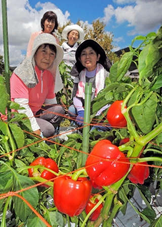 「おひさまパプリカ」を育てる牛塚敦子さん（後列左）らスタッフ。加古川の新たな特産品を目指す＝加古川市志方町氷室