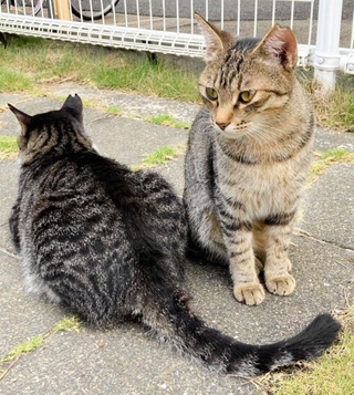 小林裕美さんが捕獲し、去勢・不妊手術をした猫。耳をＶ字形にカットしている＝加古川市内（小林さん提供）