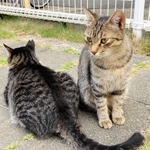 小林裕美さんが捕獲し、去勢・不妊手術をした猫。耳をＶ字形にカットしている＝加古川市内（小林さん提供）