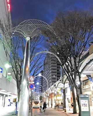 ムクドリが集まらなくなったベルデモール商店街入口のケヤキ＝２６日午後、加古川市加古川町篠原町