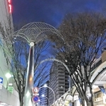 ムクドリが集まらなくなったベルデモール商店街入口のケヤキ＝２６日午後、加古川市加古川町篠原町