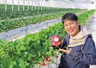 高砂市で初めての認定新規就農者としてイチゴ栽培を始めた宇高秀和さん＝高砂市阿弥陀町